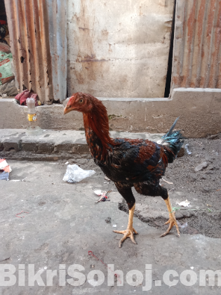 ফাইটার মোরগ বিক্রয় করা হবে।